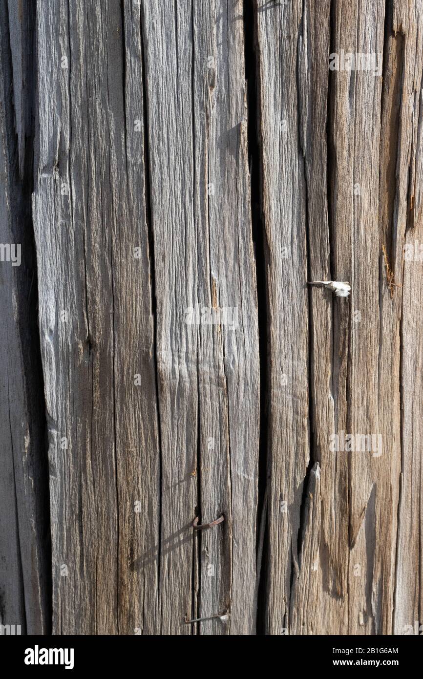 Cracking Tree Bark Wood Texture Stockfoto