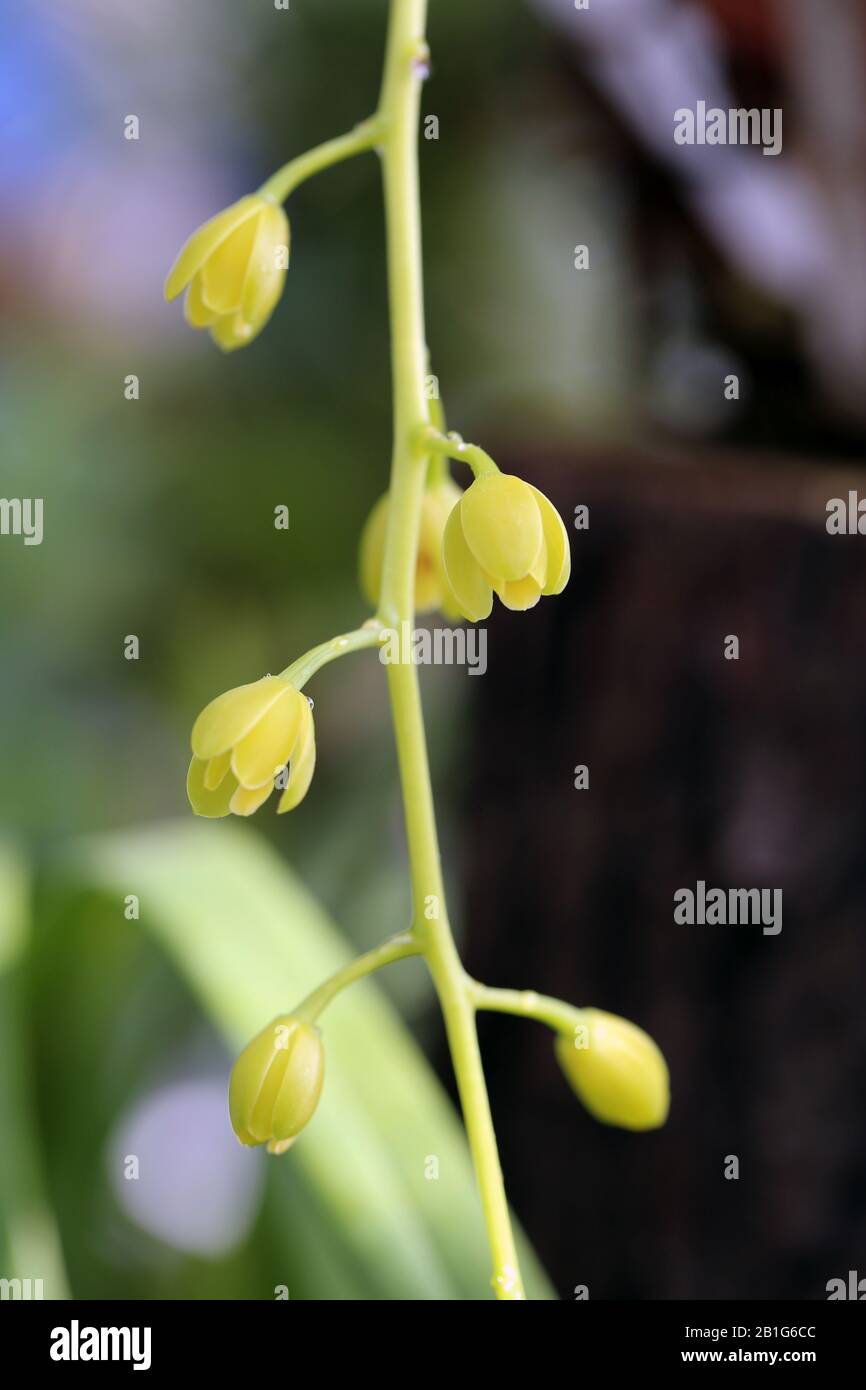 Creeper Pflanzenreben mit schönen kleinen gelben Blumen. Nahaufnahme des Farbbildes mit weichem, hellem Bokeh-Hintergrund. In Innenräumen fotografiert. Stockfoto