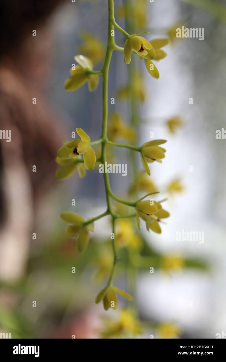 Creeper Pflanzenreben mit schönen kleinen gelben Blumen. Nahaufnahme des Farbbildes mit weichem, hellem Bokeh-Hintergrund. In Innenräumen fotografiert. Stockfoto