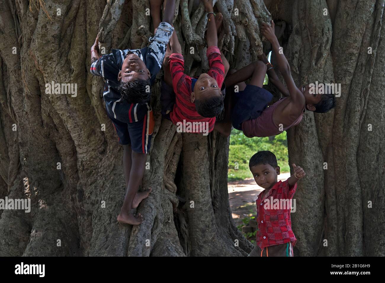 Das Bild von Jungen Jungen, die auf Baum in Purulia Dorf, Westbengalen, Indien, Asien spielen Stockfoto