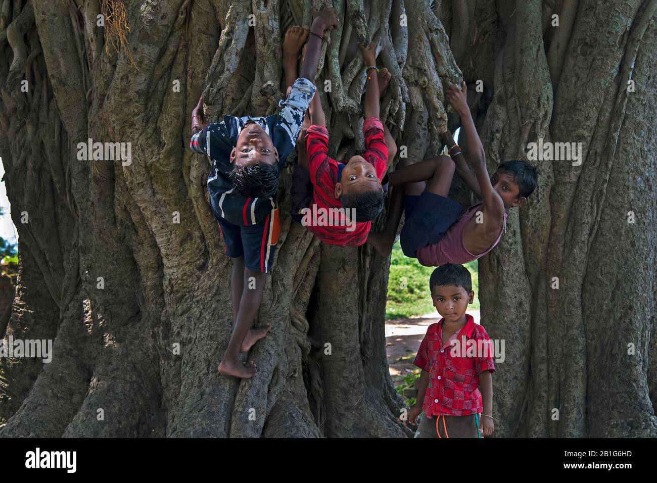 Das Bild von Jungen Jungen, die auf Baum in Purulia Dorf, Westbengalen, Indien, Asien spielen Stockfoto