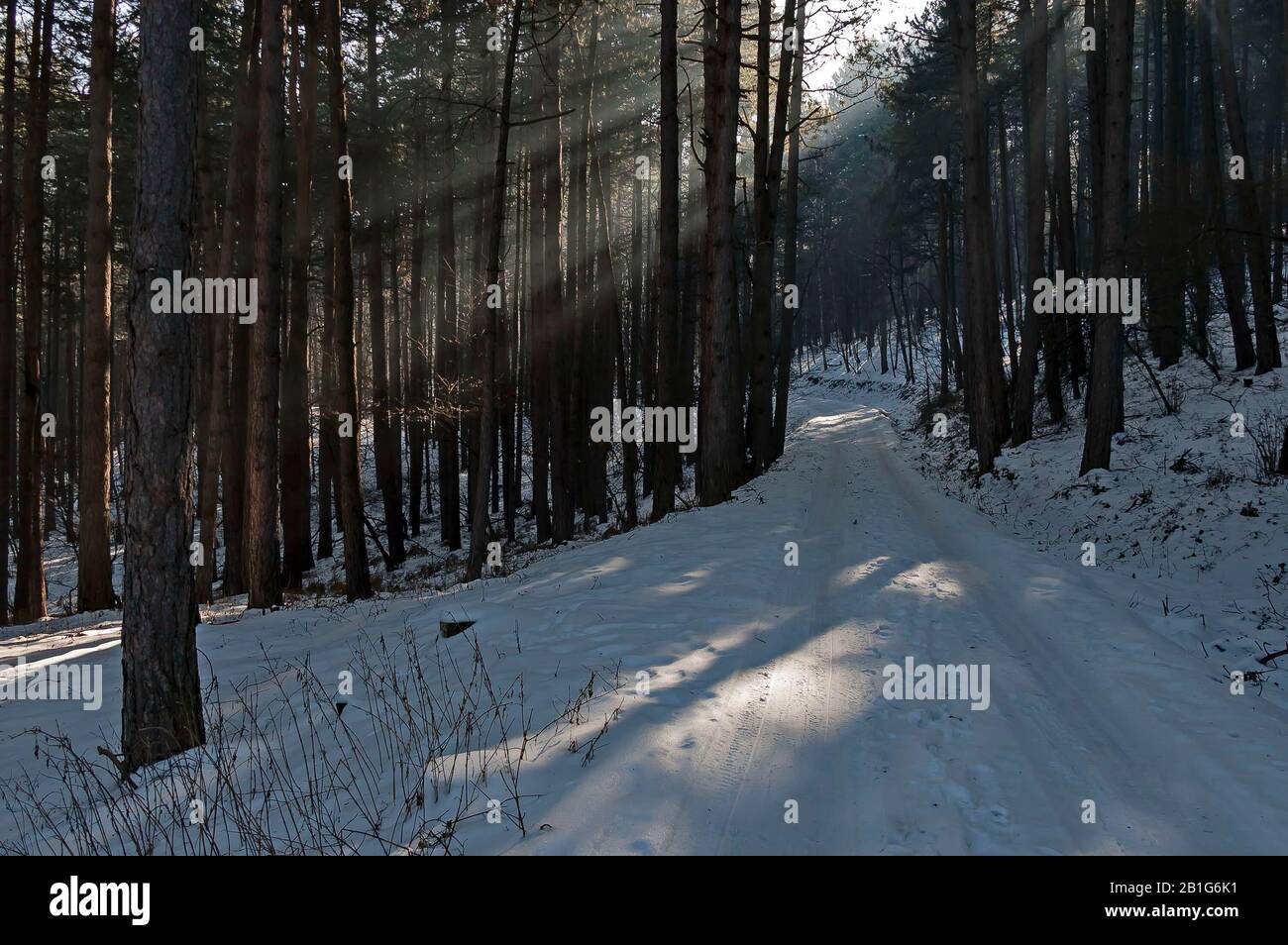 Landschaft mit Winterwald und strahlenden Sonnenstrahlen im schneebedeckten Vitosha-Gebirge, Bulgarien Stockfoto