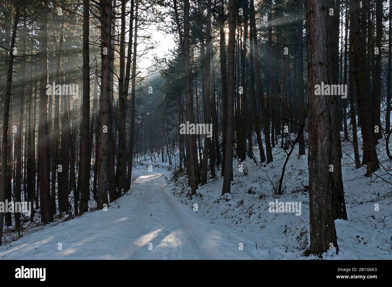 Landschaft mit Winterwald und strahlenden Sonnenstrahlen im schneebedeckten Vitosha-Gebirge, Bulgarien Stockfoto