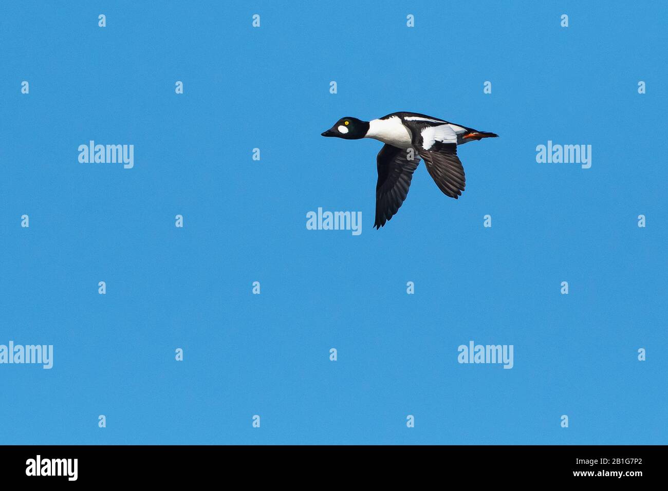 Drake goldeneye im Flug Stockfoto