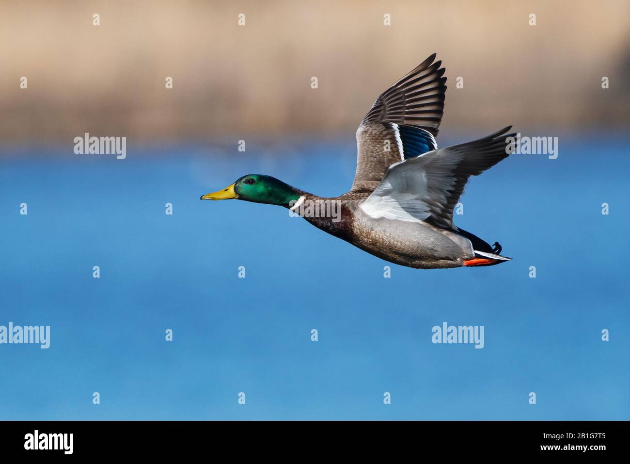 Drake mallard im Flug Stockfoto