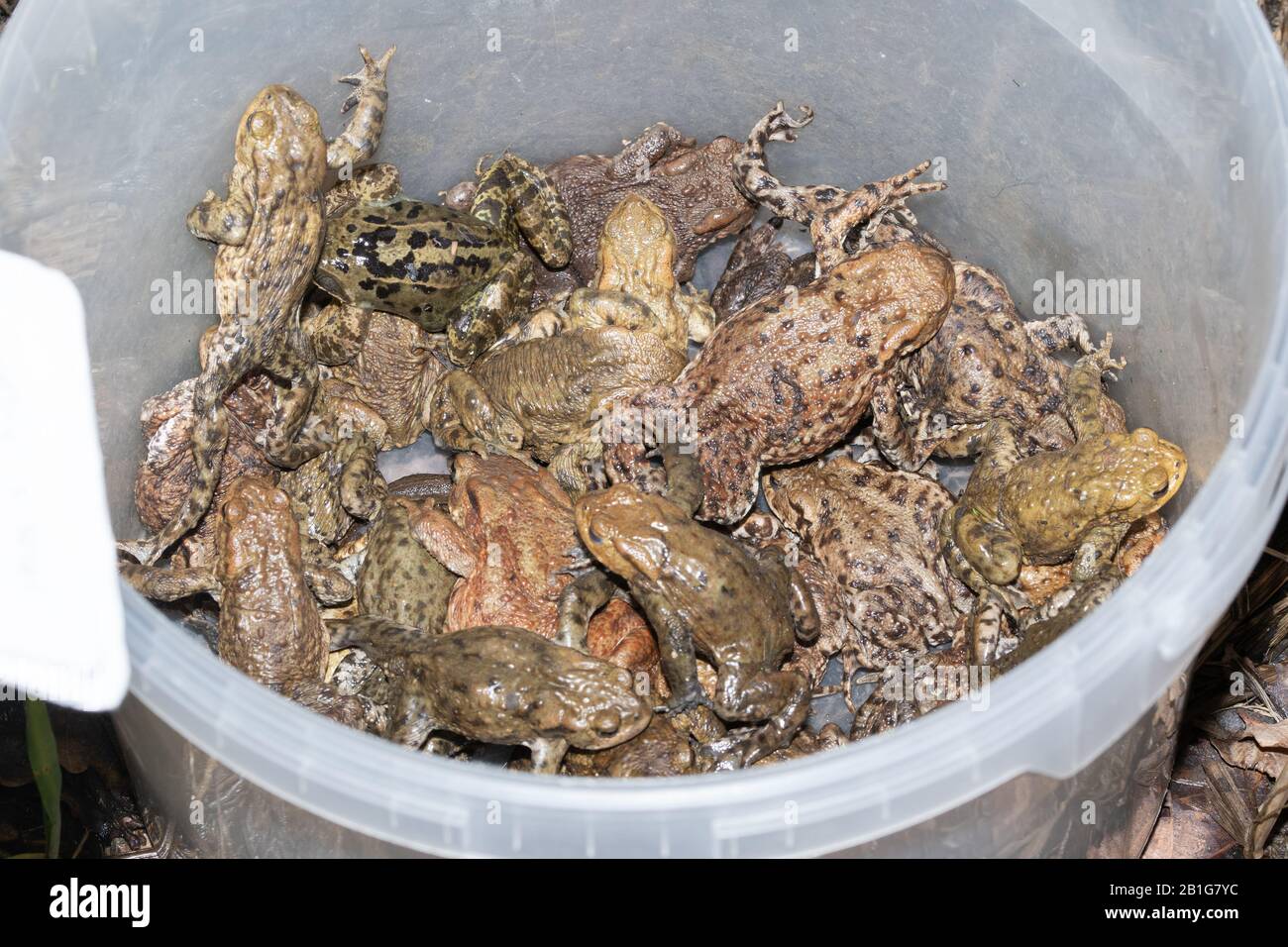 Viele verbreitete Kröten (Bufo bufo) in einem Eimer (und einem Frosch). Diese wurden bei einer Kreuzfahrt auf einer Kröte von einer Straße abgeholt und in der Nähe eines Teiches in Sicherheit gebracht Stockfoto