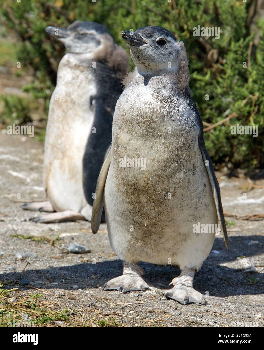 Magellanic Pinguin mit Küken oder jungen Menschen in Cabo Virgenes während der Brutzeit Stockfoto