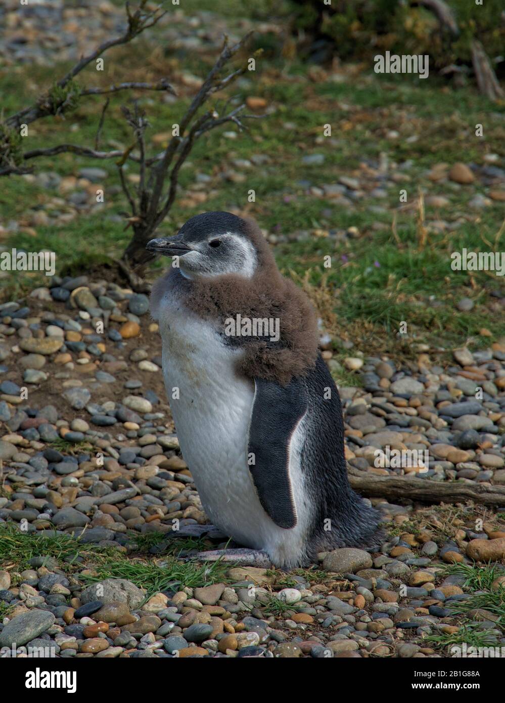 Magellanic Pinguin mit Küken oder jungen Menschen in Cabo Virgenes während der Brutzeit Stockfoto