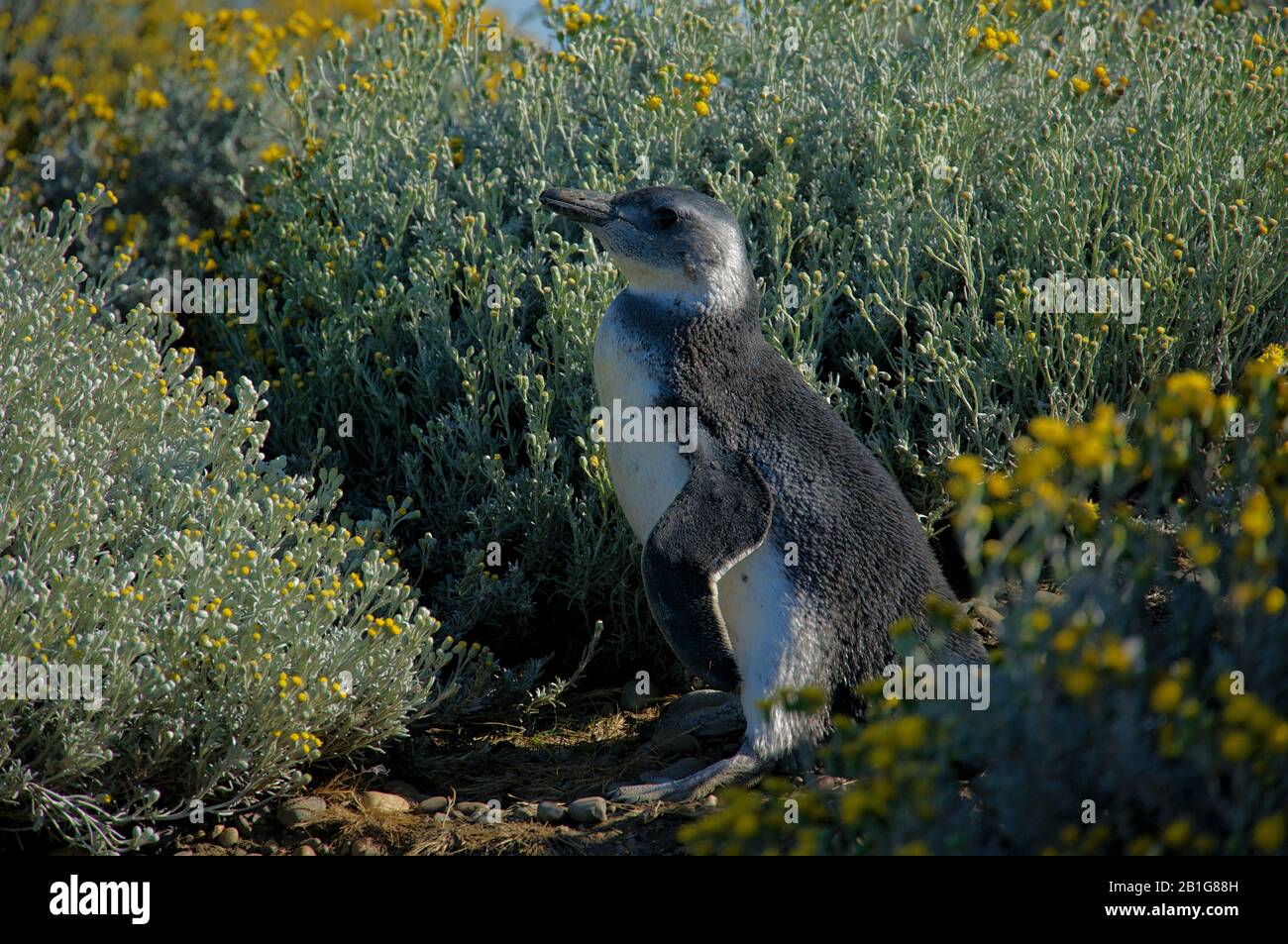 Magellanic Pinguin mit Küken oder jungen Menschen in Cabo Virgenes während der Brutzeit Stockfoto