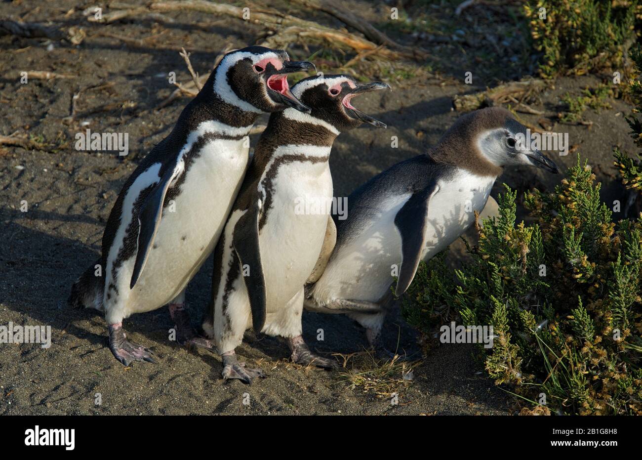 Magellanic Pinguin mit Küken oder jungen Menschen in Cabo Virgenes während der Brutzeit Stockfoto