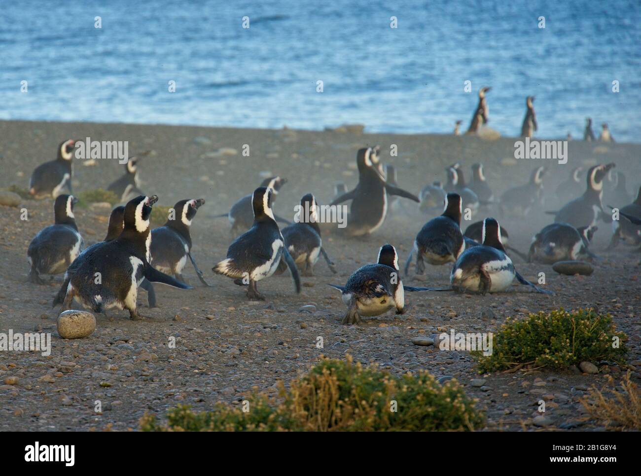 Magellanscher Pinguin am Cabo Virgenes Stockfoto