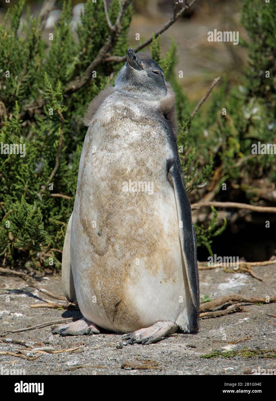 Magellanic Pinguin mit Küken oder jungen Menschen in Cabo Virgenes während der Brutzeit Stockfoto
