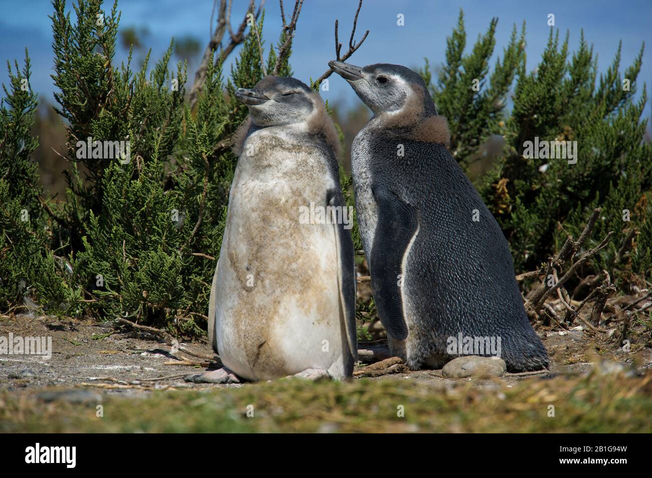 Magellanic Pinguin mit Küken oder jungen Menschen in Cabo Virgenes während der Brutzeit Stockfoto