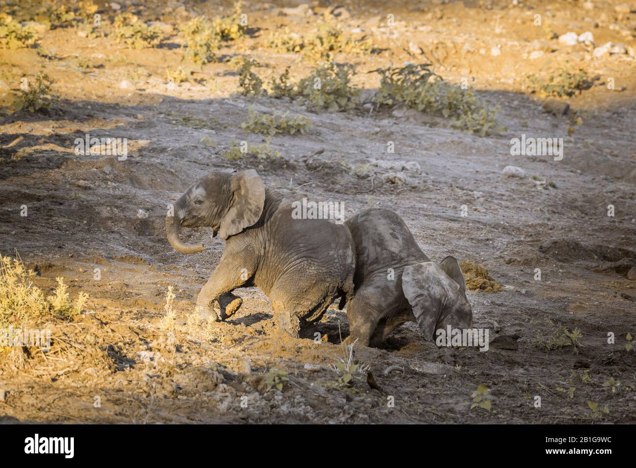 Zwei süße afrikanische Busch-Elefanten, die im Kruger Nationalpark, Südafrika, spielen; Specie Loxodonta africana Familie der Elephantidae Stockfoto