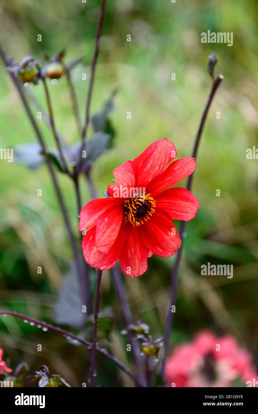 Dahlia, Einzeldahlien, Sämling, orangefarbene rote Blumen, Blüte, Blume, RM-Blumenmuster Stockfoto