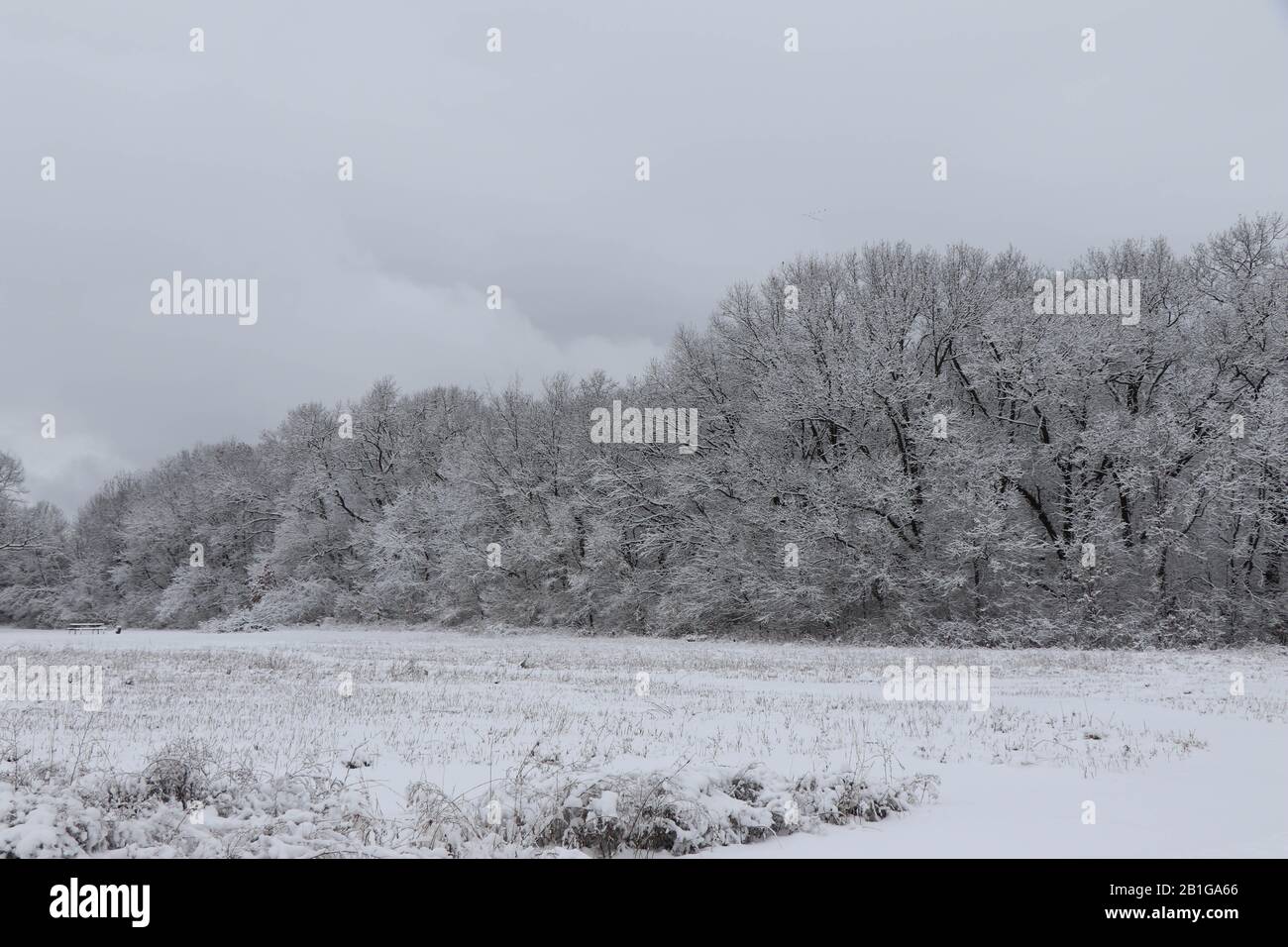 Bäume und Baumgrenze nach einem Schneefall Stockfoto