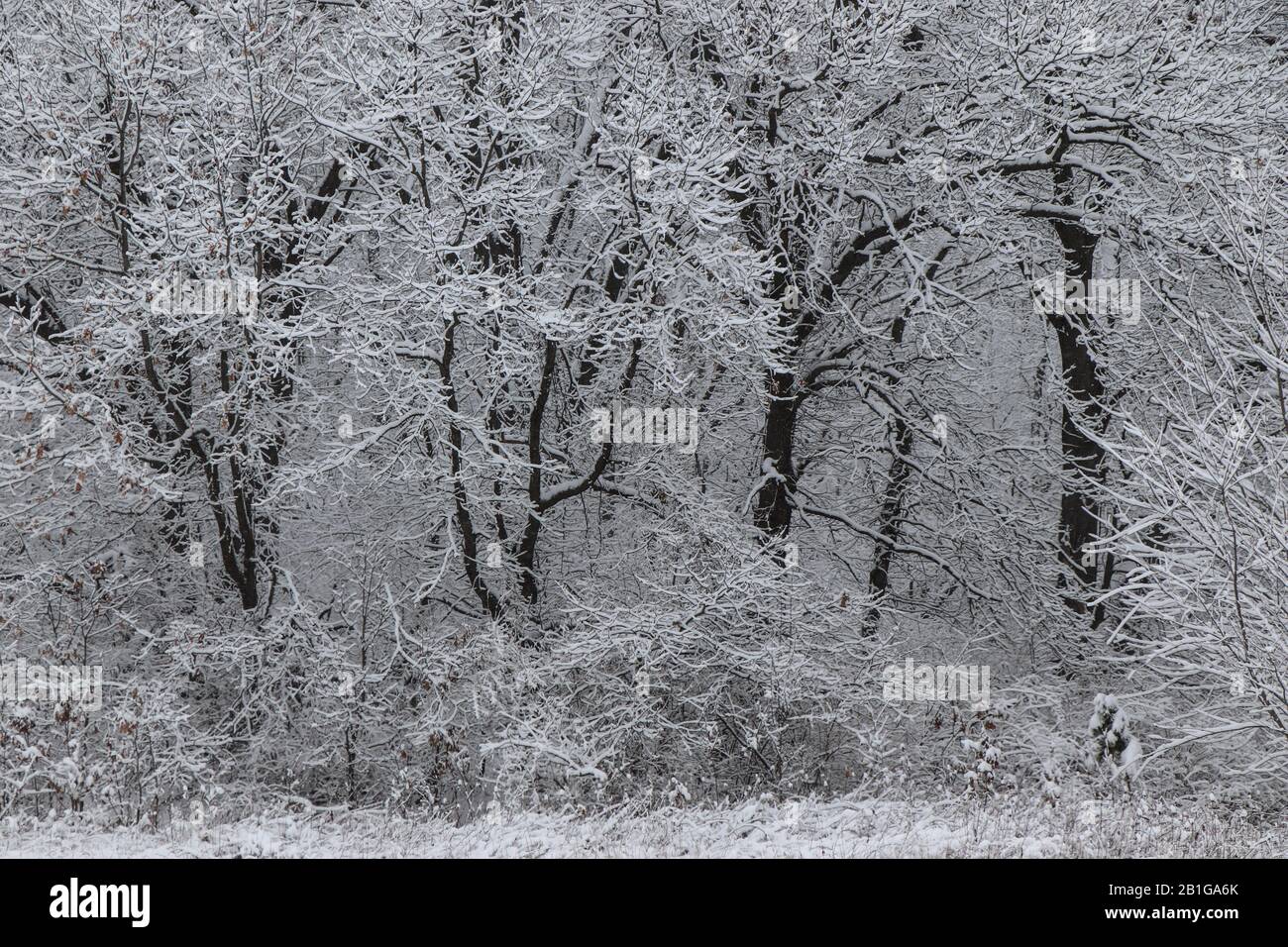 Bäume und Baumgrenze nach einem Schneefall Stockfoto