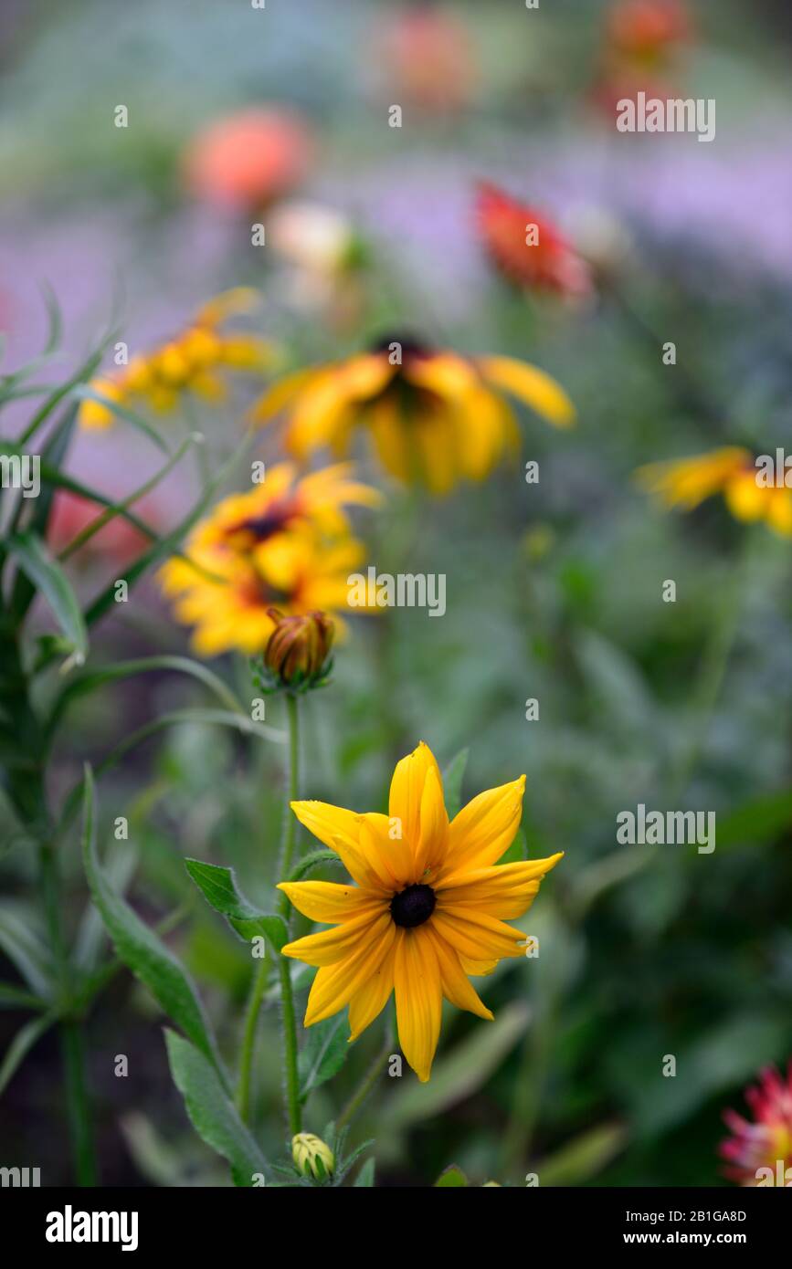 Rudbeckia, gelbe Rudbeckia, Blume, Blumen, Blüte, Rudbeckien, RM Floral Stockfoto