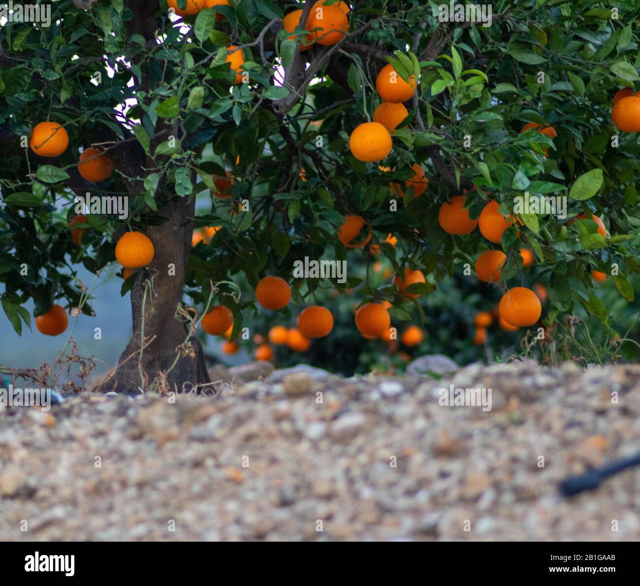Orangefarbene Obstbäume, die von unten aufgenommen wurden, ohne mit einer auffälligen Farbe aufzugreifen Stockfoto