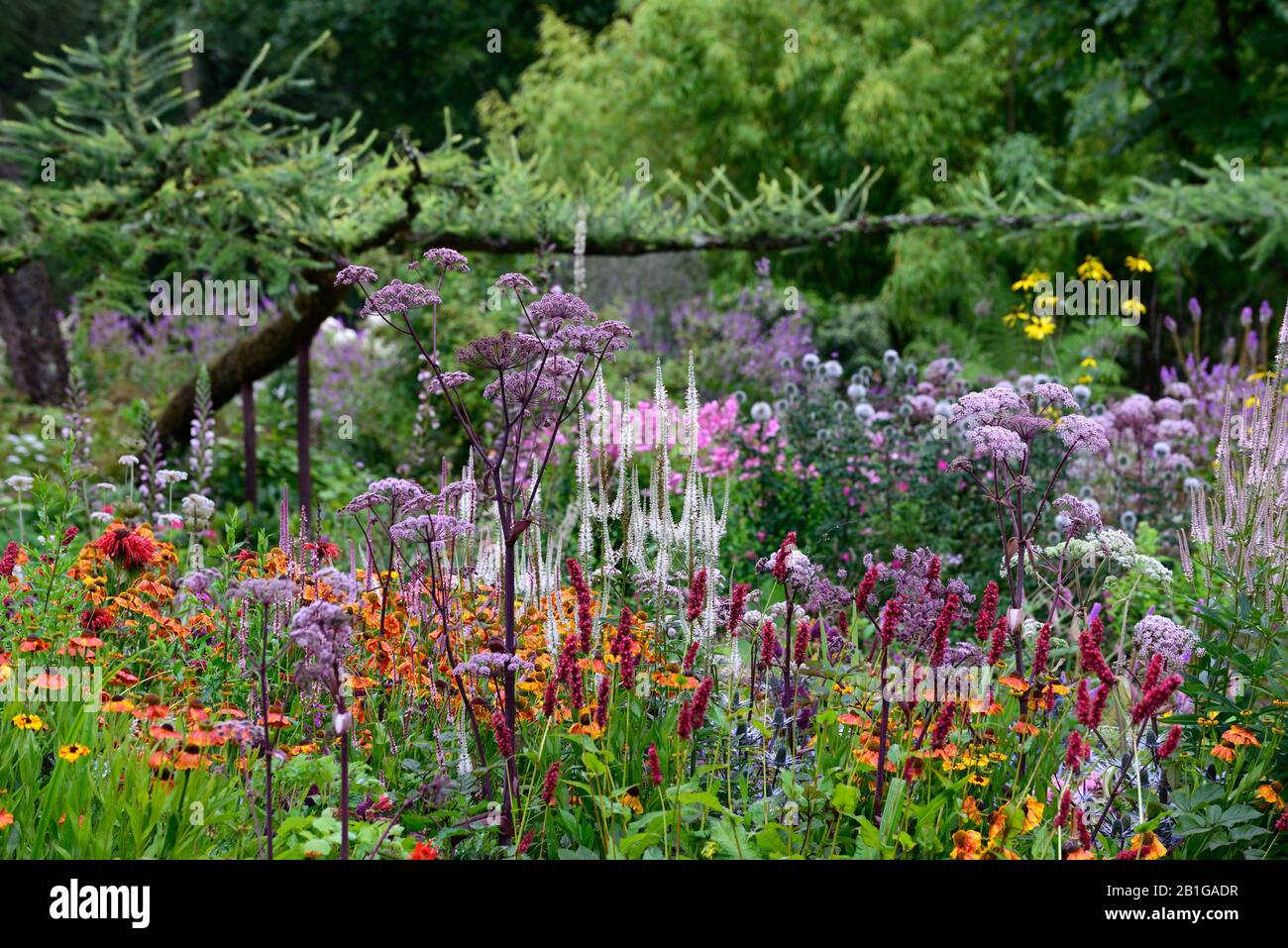 Garten, Gärten, krautige Grenze, Mischung, gemischt, Pflanzen, Stauden, Dahlien, helen, persicaria, Angelika, Lärche Baum, RM Stockfoto