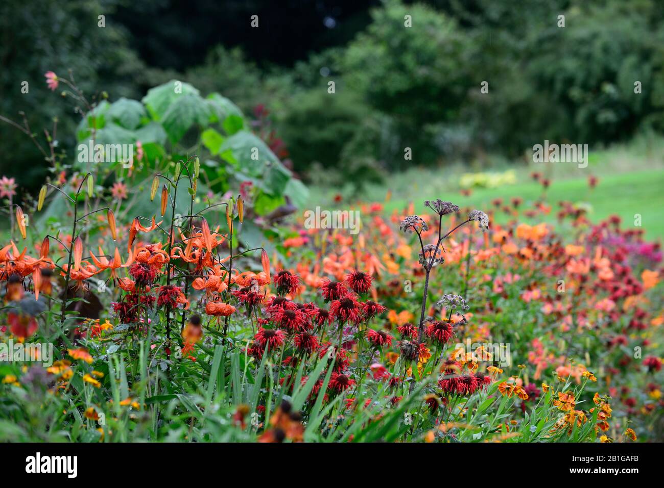 Lilium tigrinum, monarda, gemischte Stauden, gemischtes Pflanzschema, orangefarbene rostrote Blume, Blumen, Blüte, RM-Blumenmuster Stockfoto