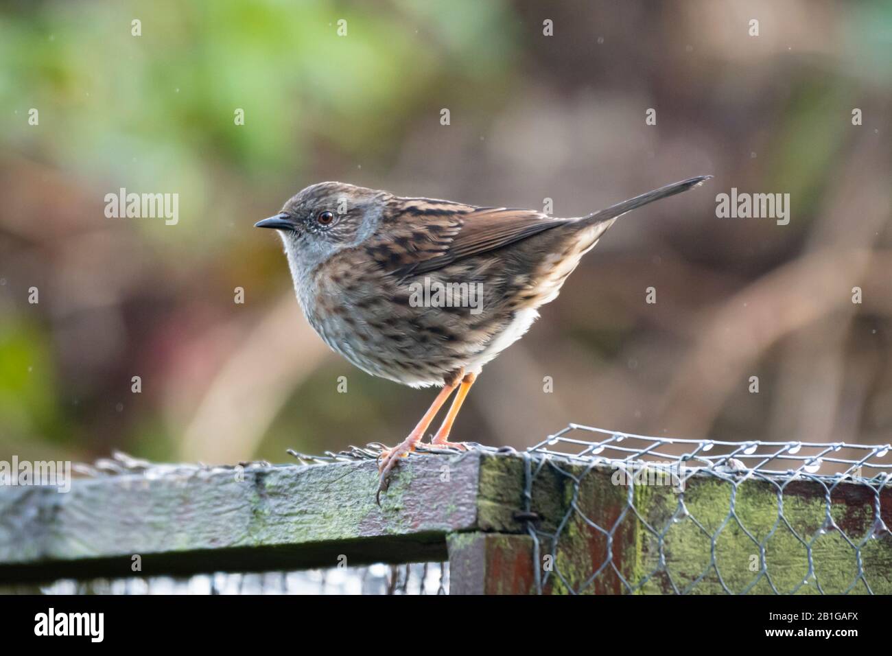 Ein Dunnock (Prunella modularis) auf einem hauseigenen Gartenvolierdach. Stockfoto