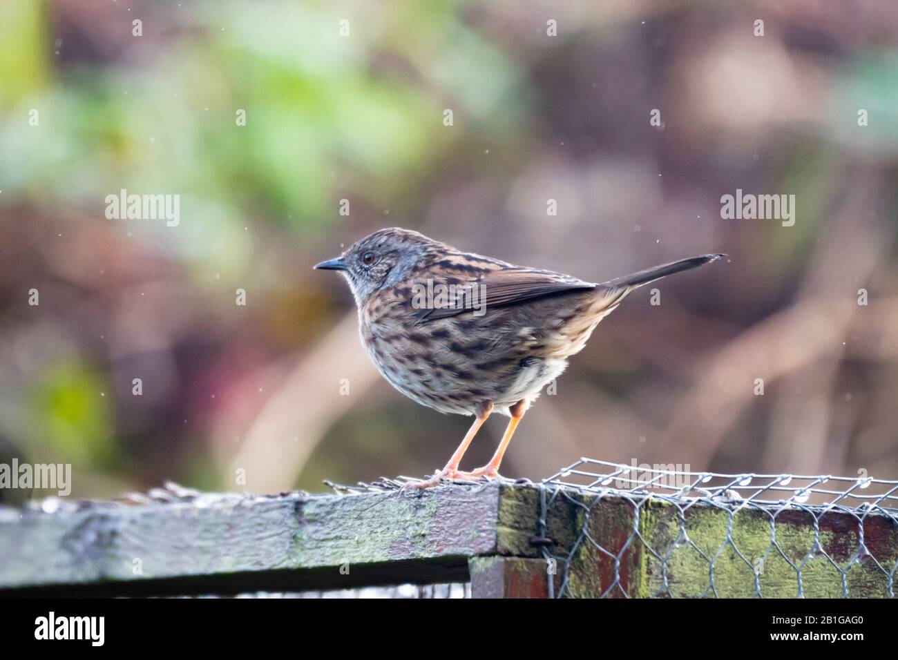 Ein Dunnock (Prunella modularis) auf einem hauseigenen Gartenvolierdach. Stockfoto