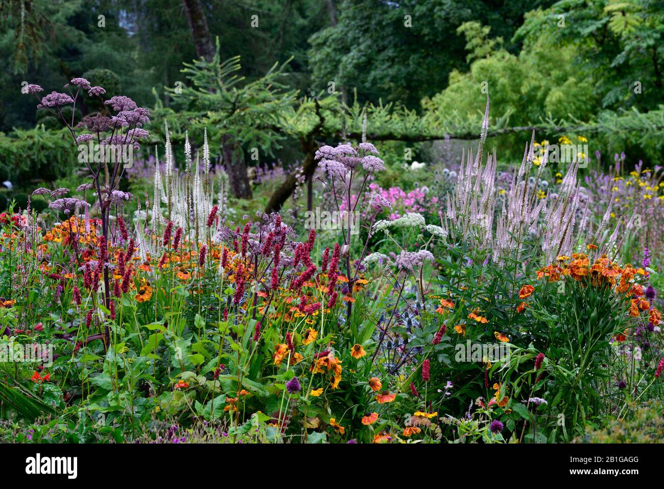 Garten, Gärten, krautige Grenze, Mischung, gemischt, Pflanzen, Stauden, Dahlien, helen, persicaria, Angelika, Lärche Baum, RM Stockfoto