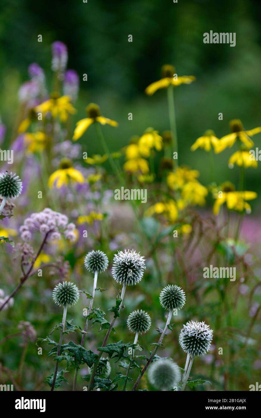 Echinops ritro, Erdball distle, Blume, Blumen, Blumenkopf, blau, mehrjährig, Stauden, Disteln, RM Floral Stockfoto