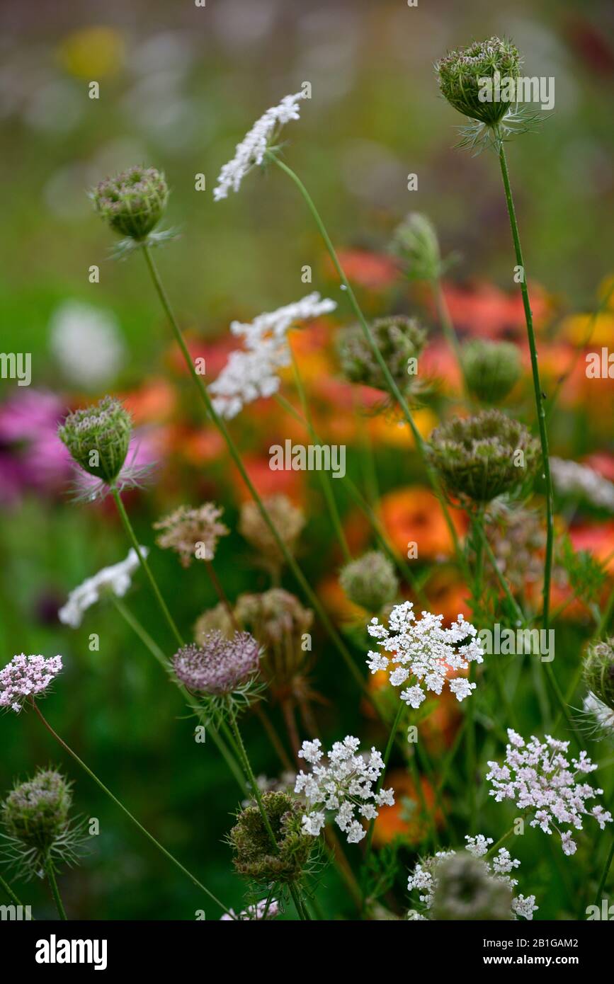 Carota daucus, weiße Blume, Blumen, Blüte, mehrjährige, Mischung, gemischt, Bett, Rand, umbelliger, umbellifers, RM-Blumenmuster Stockfoto