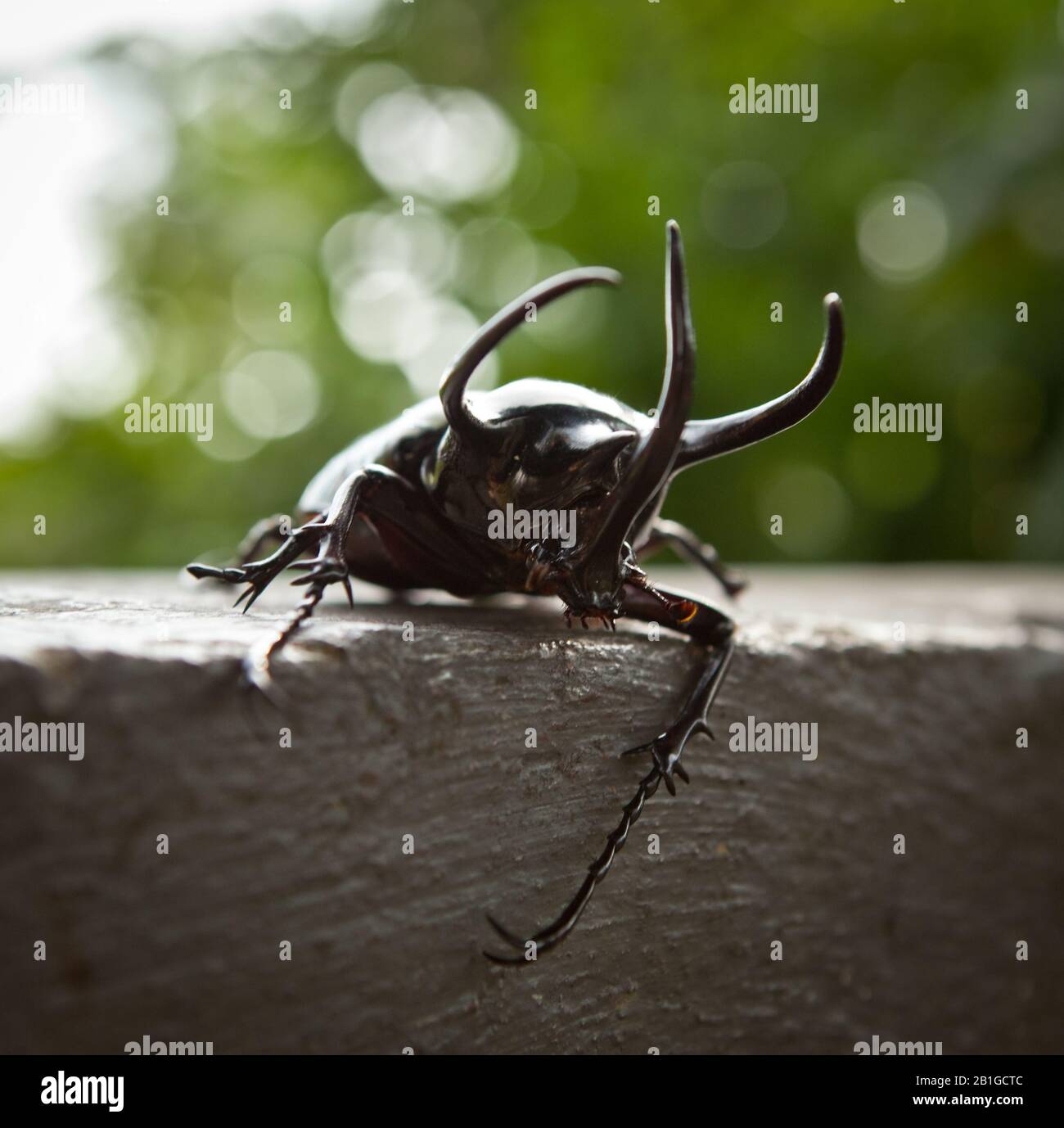 Schwarzer Nashorn-Käfer in wilder Natur aus nächster Nähe Stockfoto
