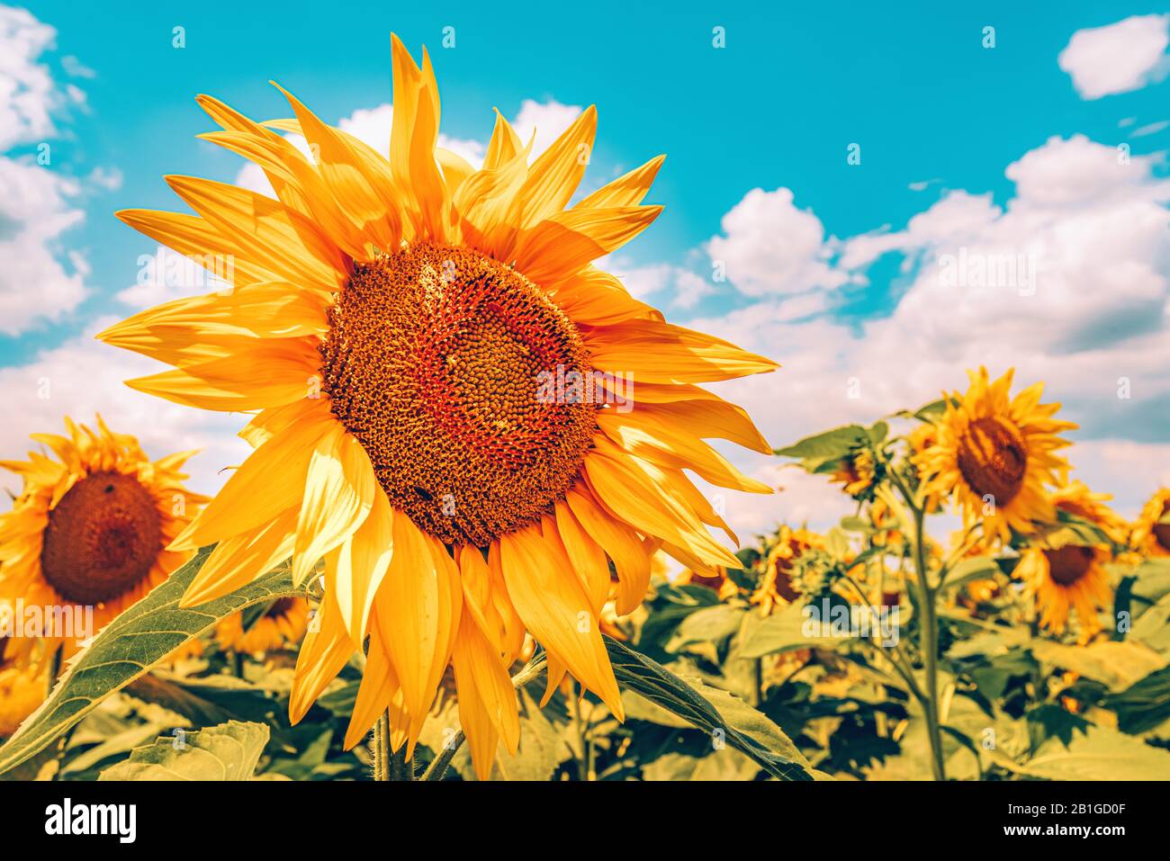 Wunderschönes Sonnenblumenfeld in hellem Sonnenlicht, Nahaufnahme des blühenden Kopfes Stockfoto