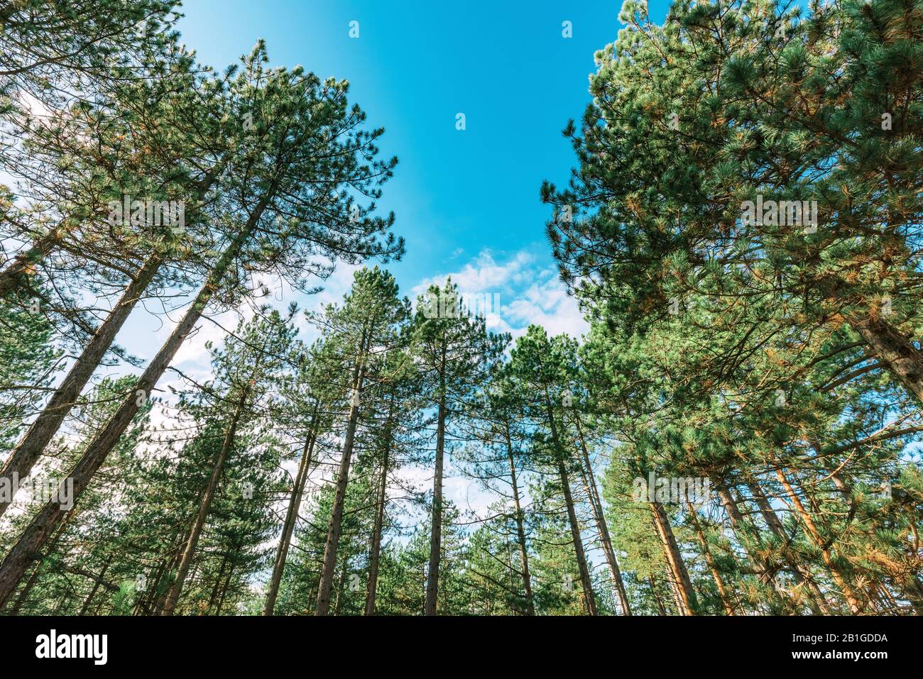 Hohen Pinien, Low Angle View der immergrünen Wald im Herbst Stockfoto
