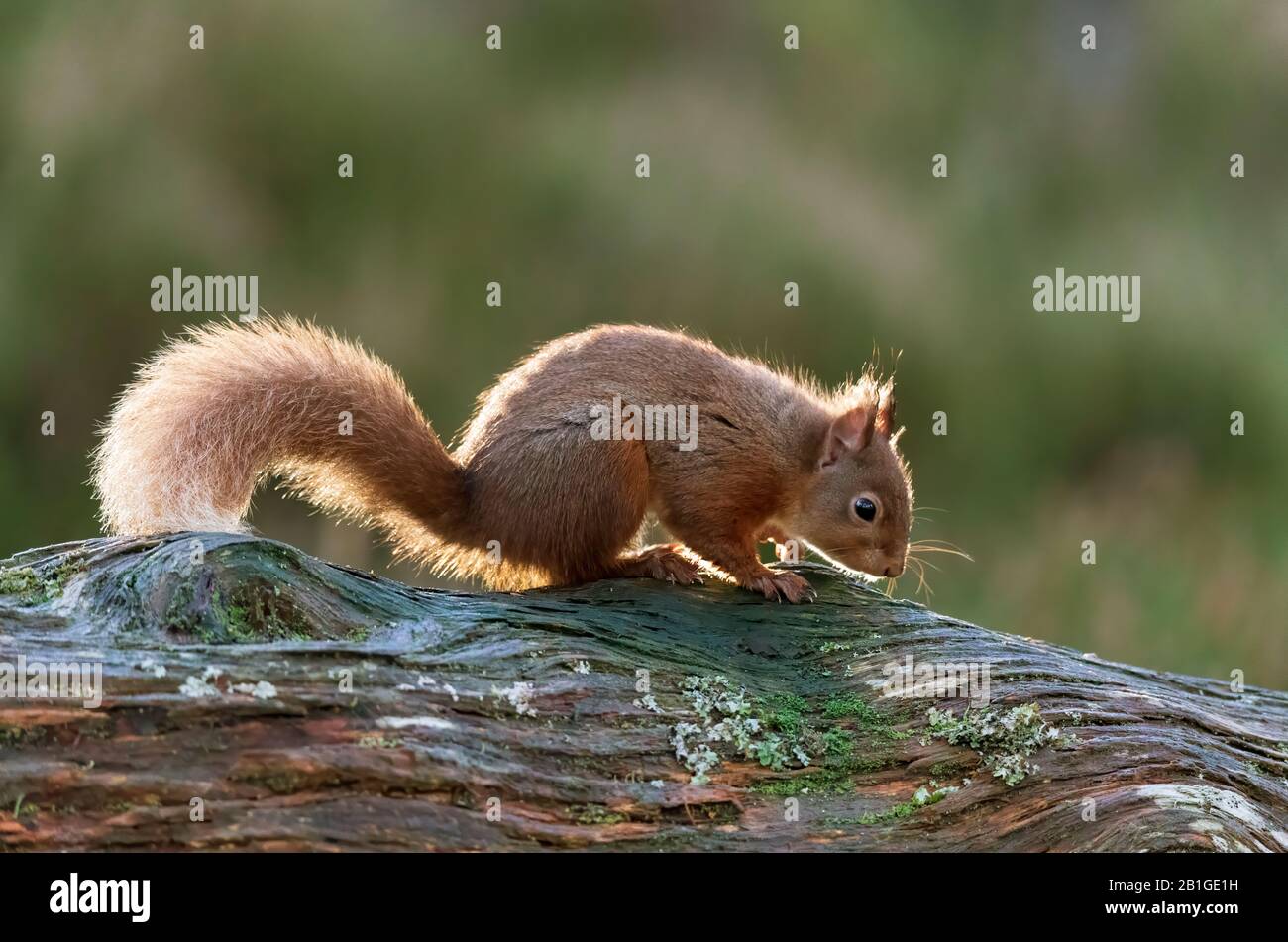 Eichhörnchen Sciurus vulgaris Stockfoto
