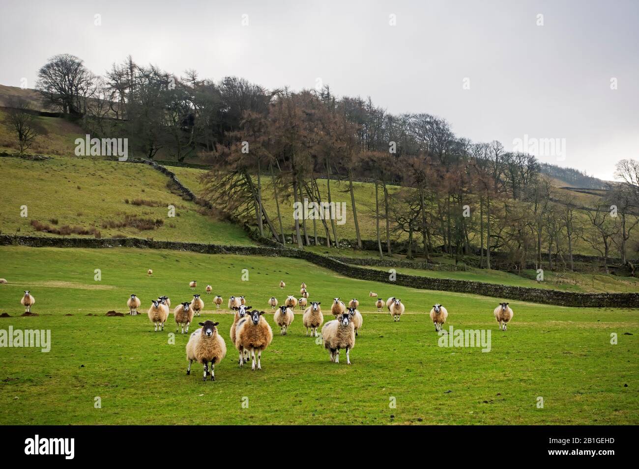 Schafe auf einem Feld in Wensleydale, Yorkshire Dales Stockfoto