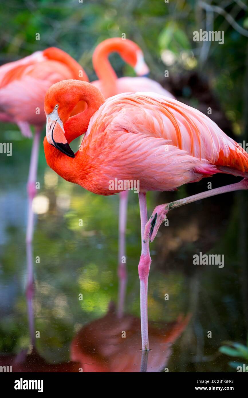 Amerikanische Flamingo (Phoenicopterus Ruper) im Teich an Everglades Wonder Garten, Bonita Springs, Florida, USA Stockfoto