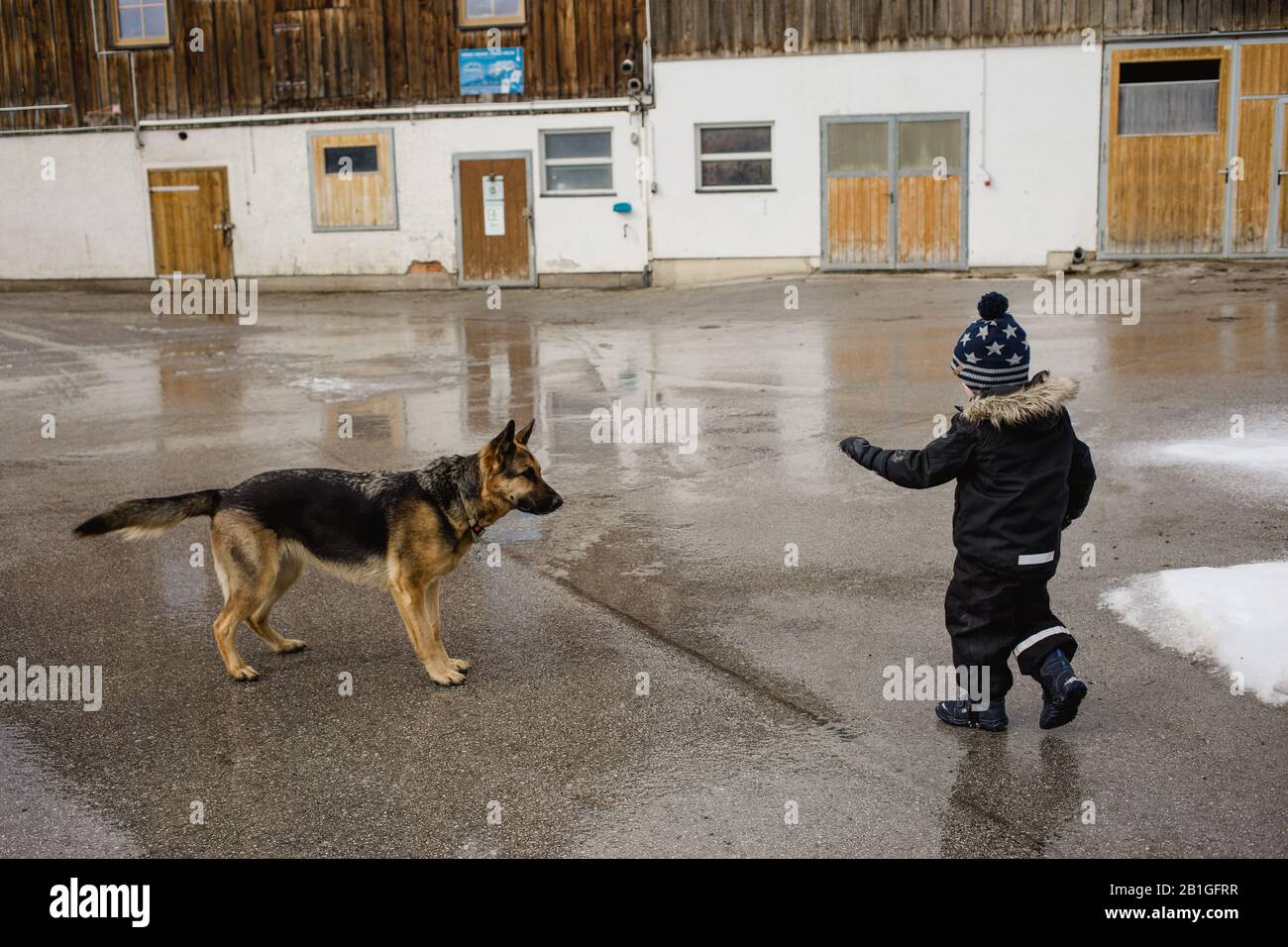 Deutscher Hirte und kleines Kind greifen Hund auf den Menschen an Stockfoto