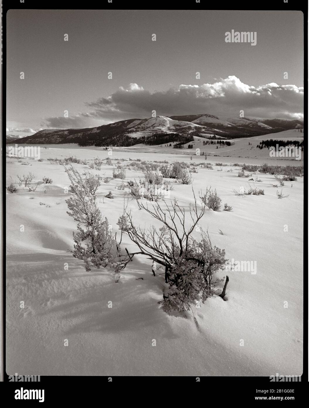 HB39907-00...WYOMING - Das Lamar Valley im Yellowstone-Nationalpark nach einem Winter-Schneesturm. Kodak Trix 120-Film mit einer Makina W67-Kamera. Stockfoto
