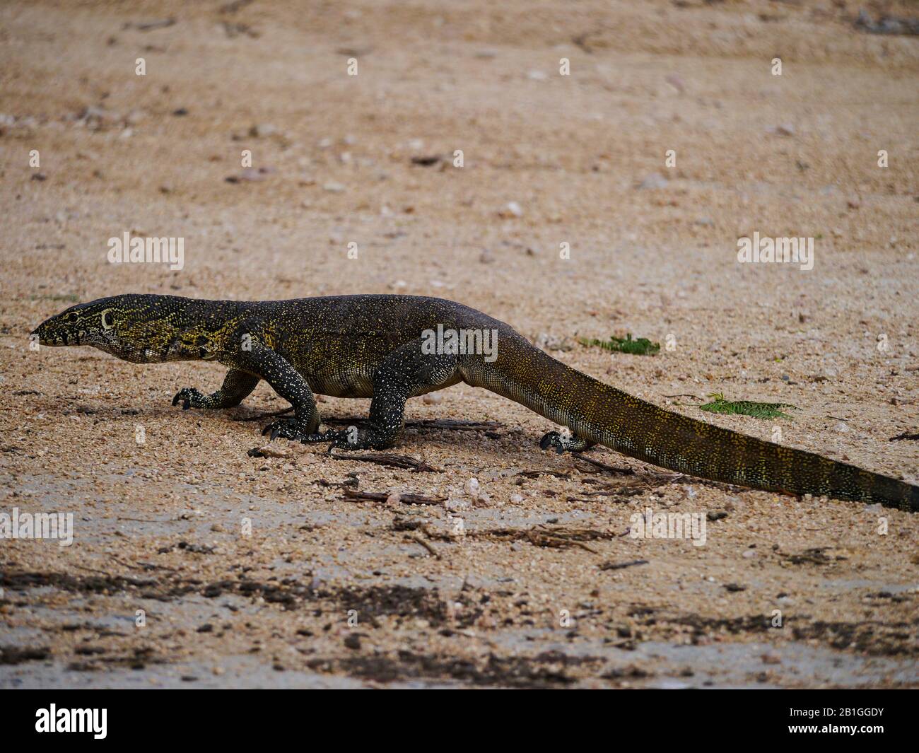 Nilmonitor (Varanus niloticus), der die Straße im Kruger Nationalpark überquert Stockfoto