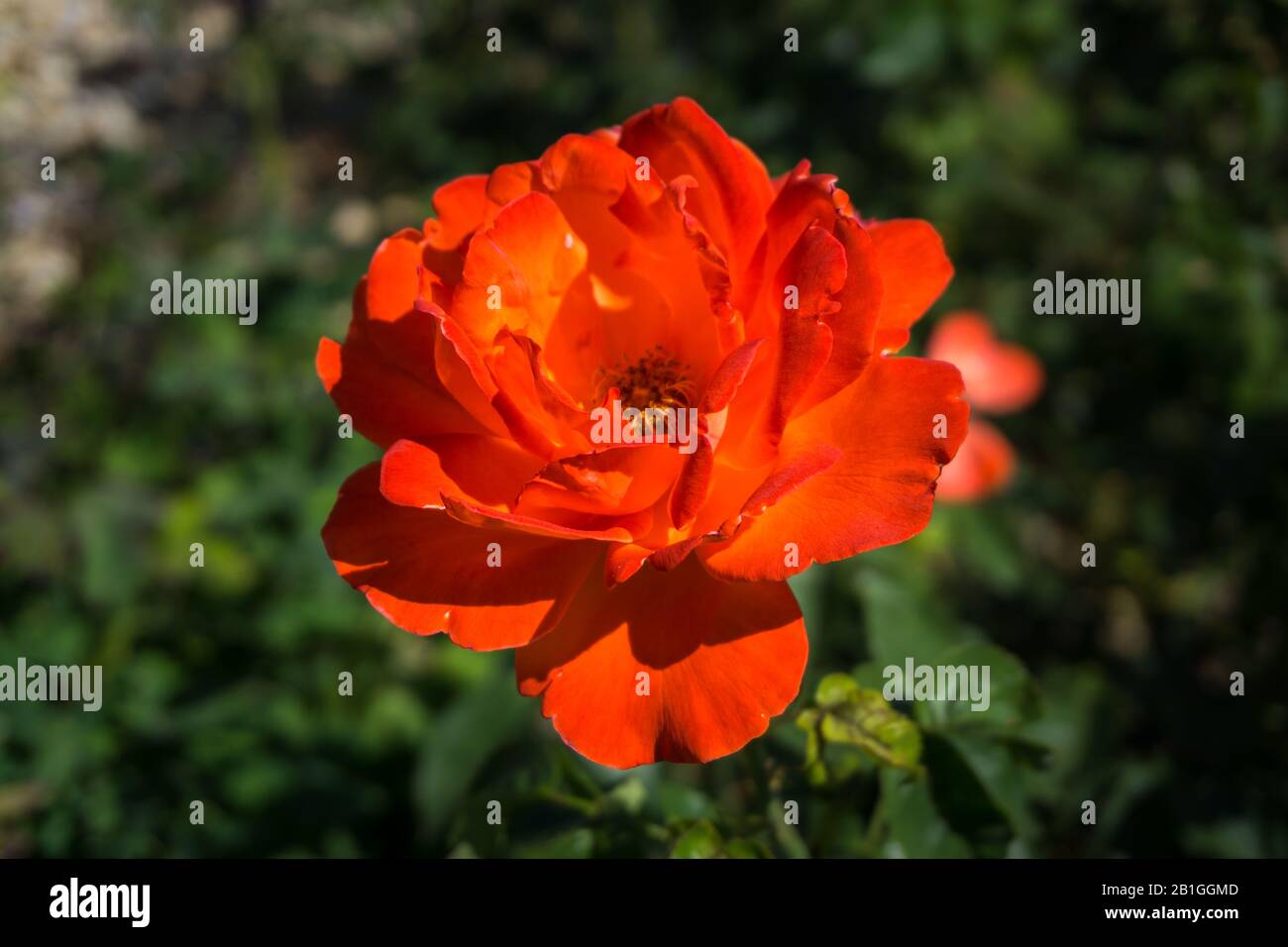 Pfirsich Blume in einem Garten in niederbayern Stockfoto