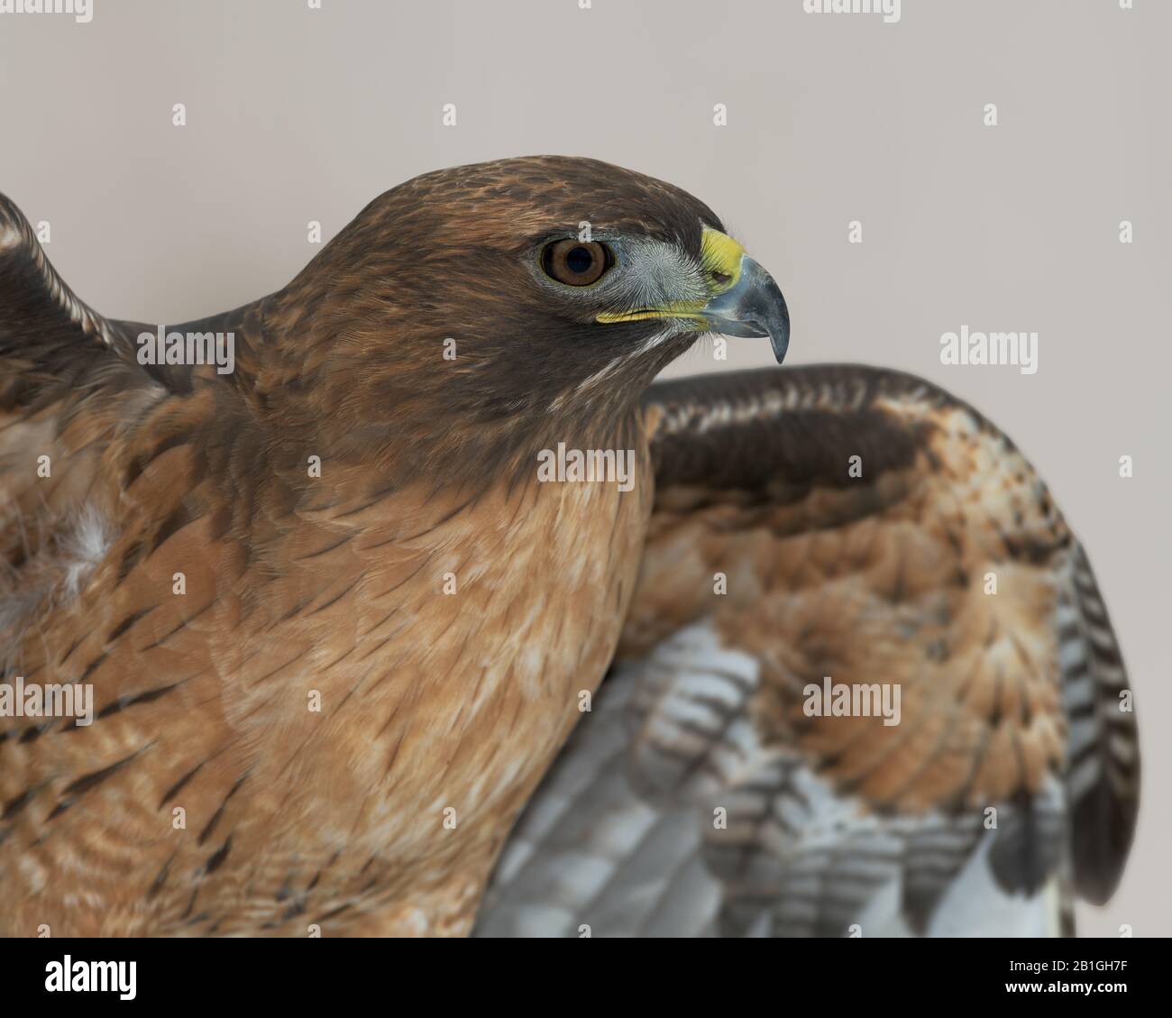Nahaufnahme des Porträts eines rotgeschweckten Falken vor braunem Hintergrund Stockfoto