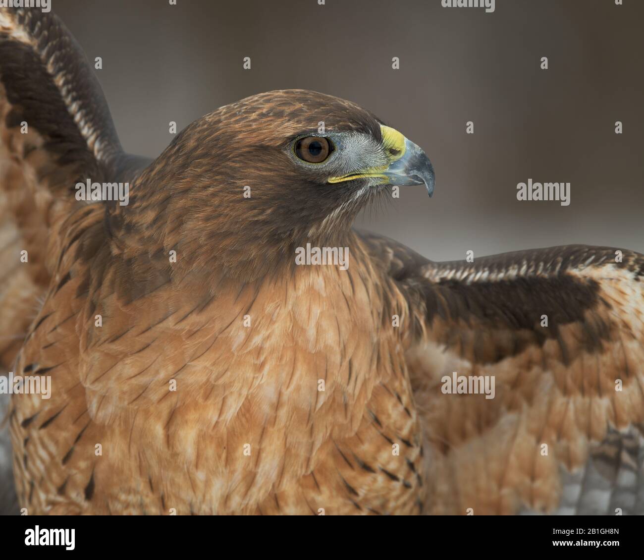 Nahaufnahme des Porträts eines rotgeschweckten Falken vor braunem Hintergrund Stockfoto