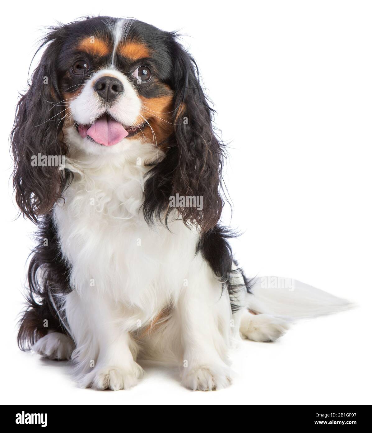 Kavalierkönig Charles Spaniel sitzt auf weißem Hintergrund Stockfoto