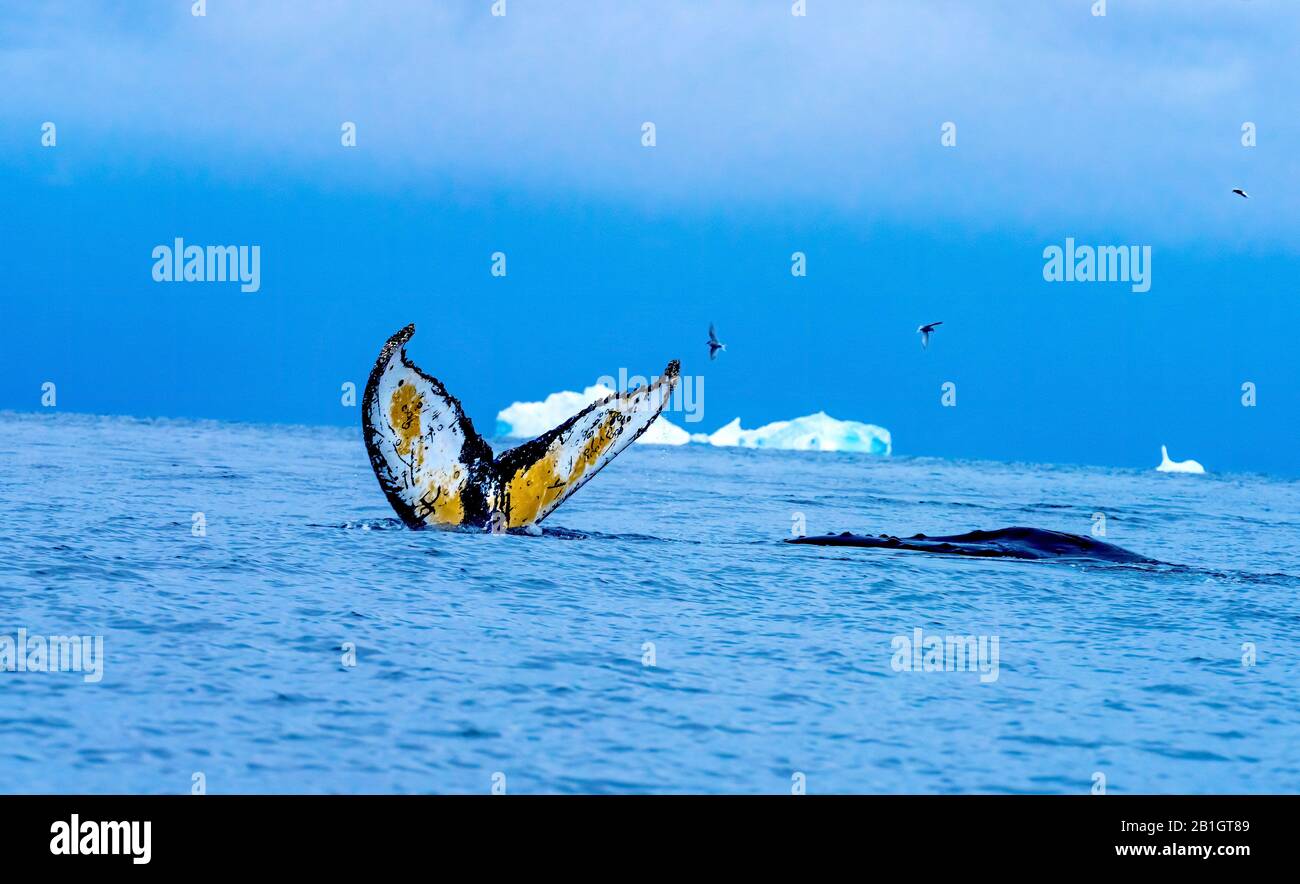 Humback Baleen Whale Tail Jagt Krill Blue Charlotte Bay Antarktische Halbinsel Antarktis Stockfoto