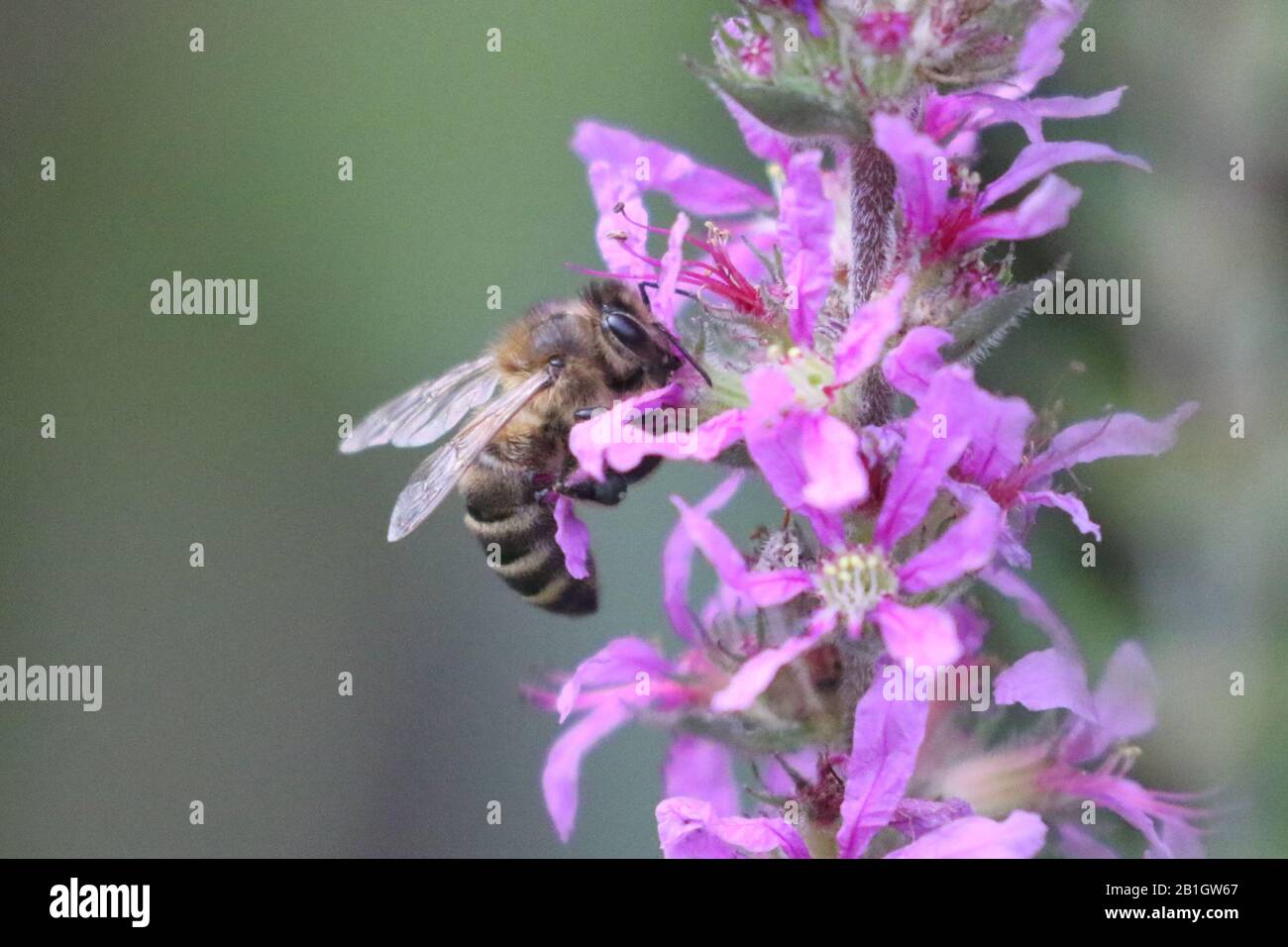 Honigbienen auf Wildblumen Stockfoto
