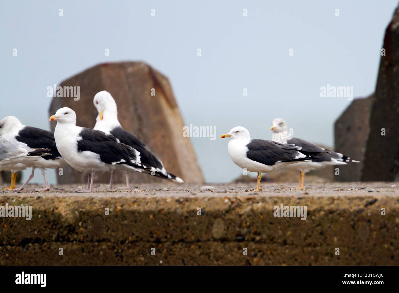 Weniger schwarz unterlegte Möwe (Larus fuscus), Truppendurchzug am Pier, Deutschland Stockfoto