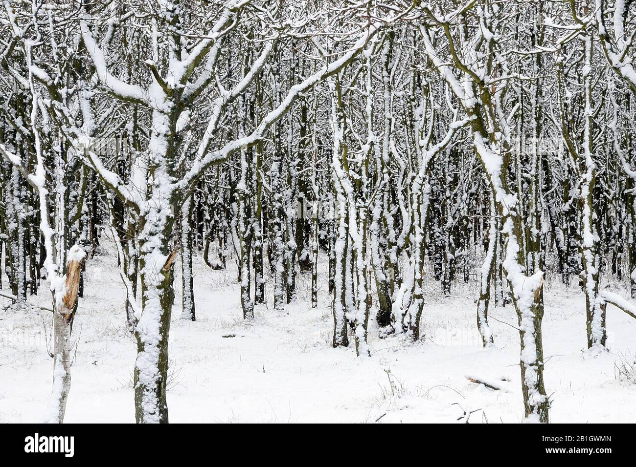 Snowy Oaks in den Dunes im Winter, Niederlande, den Helder, Grafelijkheidsduinen Stockfoto