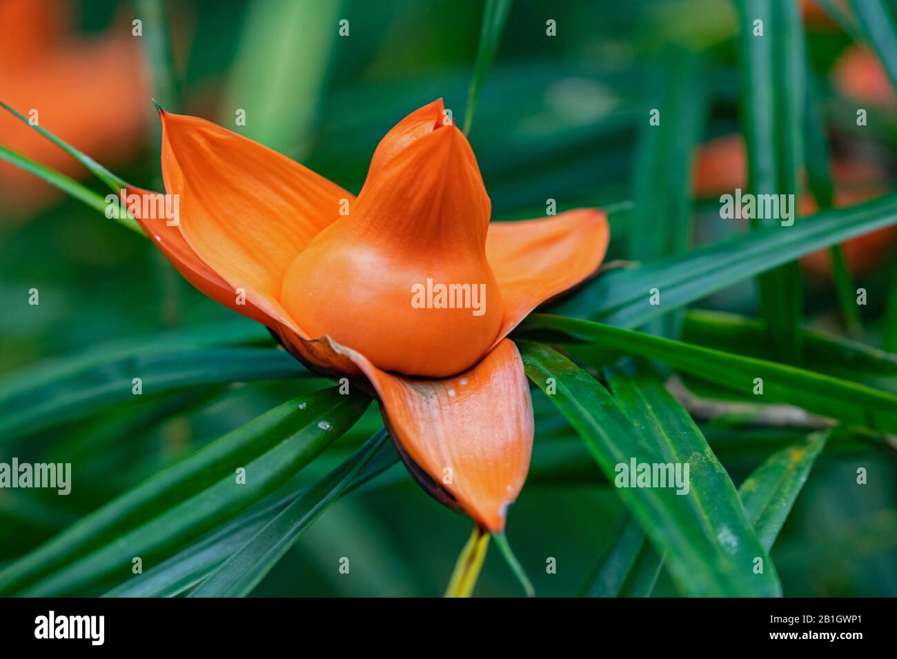 Kletterpandanus (Freycinetia cumingiana), Blume Stockfoto