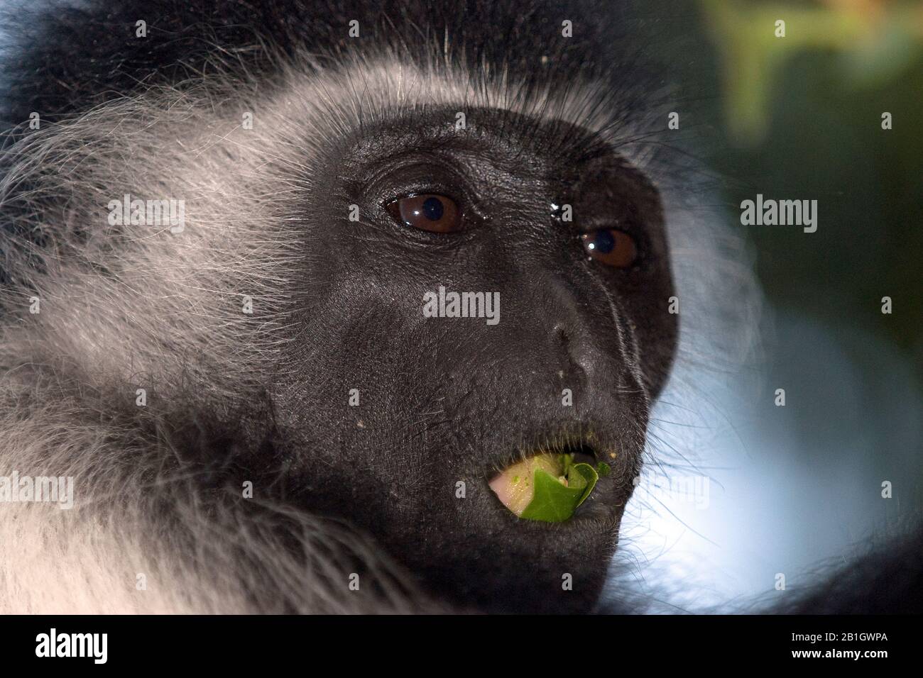 Guereza, guereza collobus, östlicher Schwarz-Weiß-Kolobus, Mangelkolobus, Mangelguereza (Colobus guereza, Colobus abyssinicus), Essen, Porträt, Kenia Stockfoto