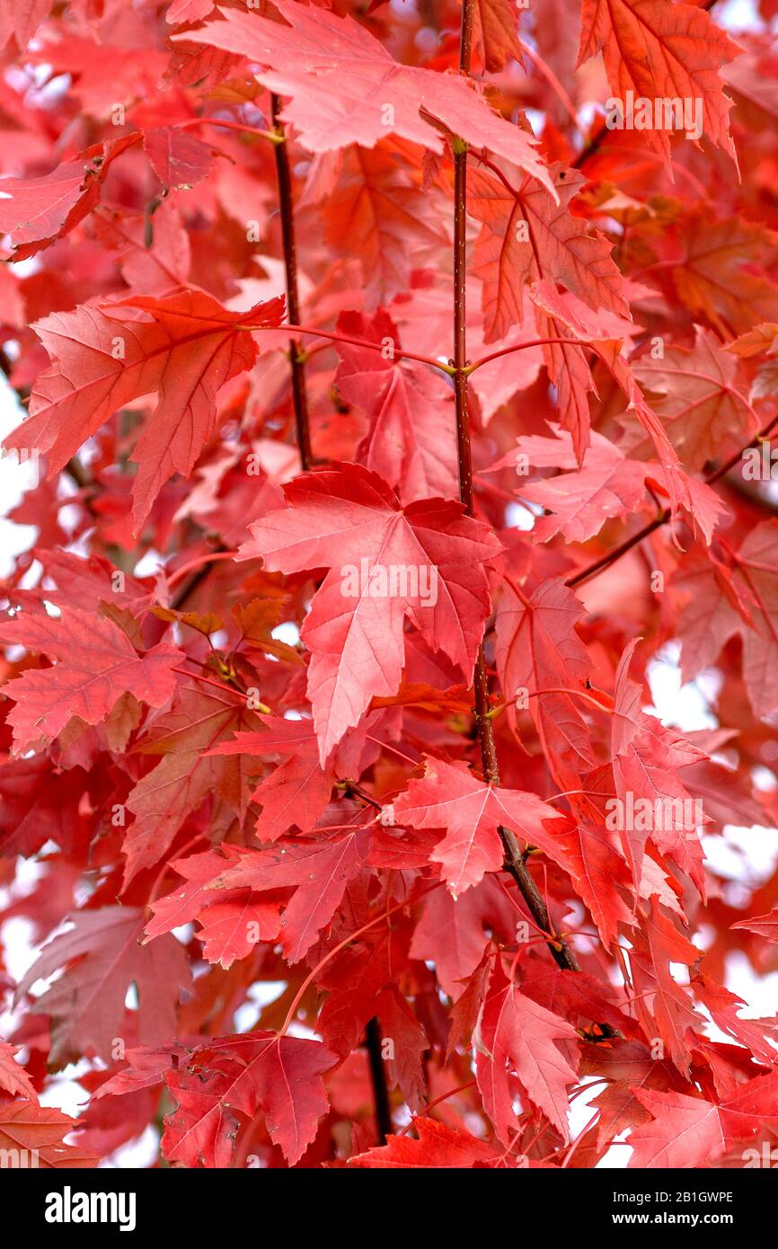 Freemann's Ahorn (Aver freemanii 'Autumn Blaze', Aver freemanii Autumn Blaze), Cultivar Autumn Blaze, Deutschland, Bayern Stockfoto